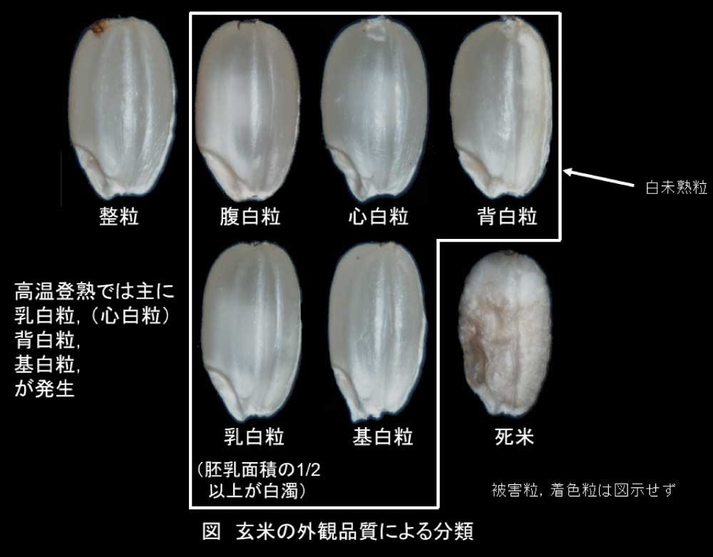 白未熟粒の発生形態