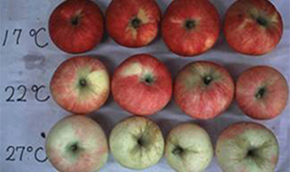 高温によって色づきが悪くなったリンゴ　全国地球温暖化防止活動推進センターウェブサイト