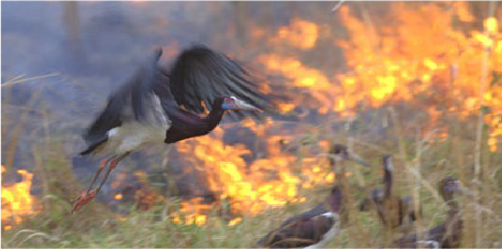 山火事から逃げるアオハシコウ 出典:全国地球温暖化防止活動推進センターウェブサイト