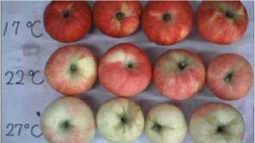 高温によって色づきが悪くなったリンゴの写真