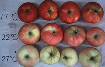高温によるリンゴの着色障害の画像
